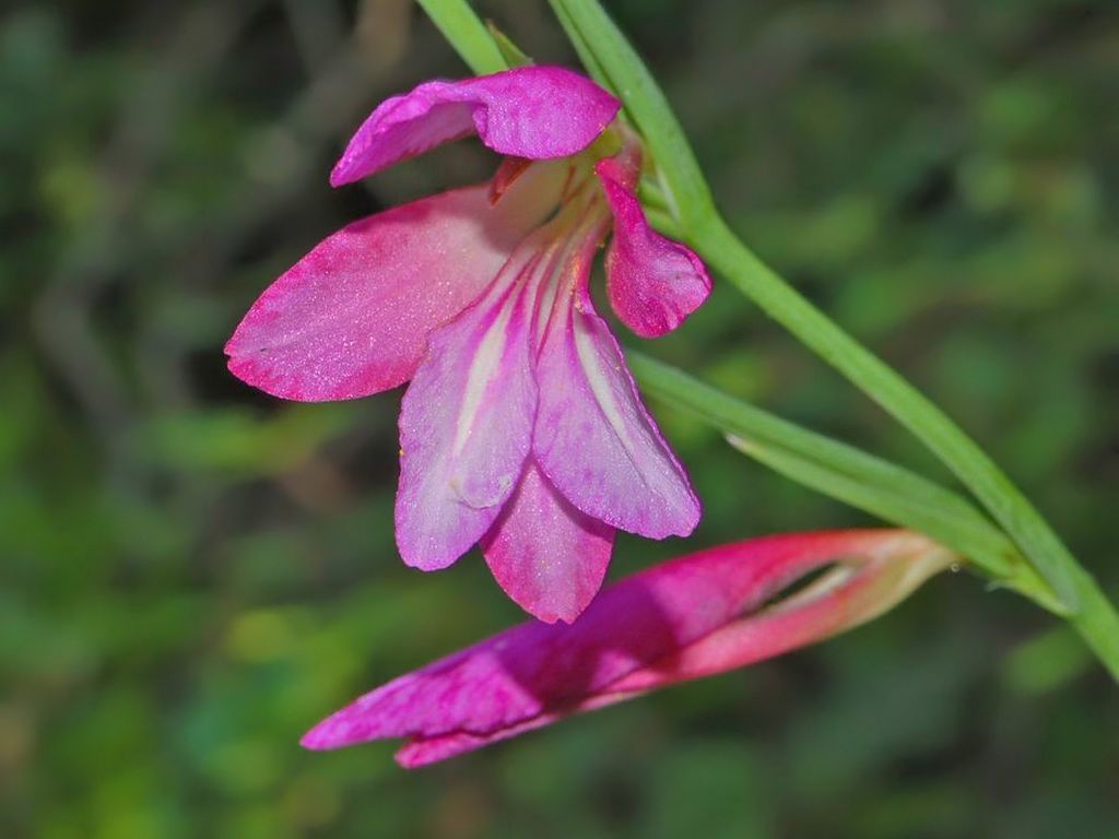 Gladiolus italicus / Gladiolo dei campi